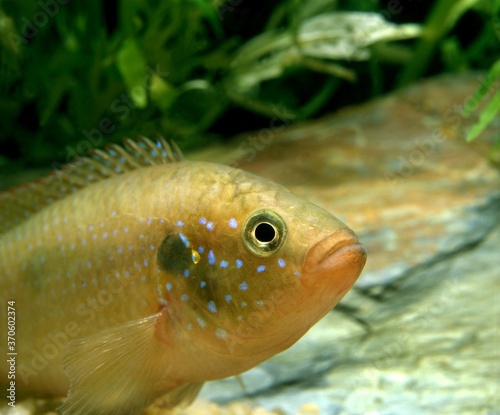 Red Jewel, hemichromis bimaculatus, Adult photo