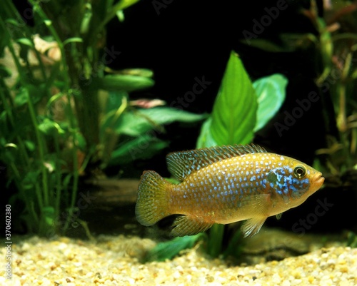 African Fish, hemichromis lifalili, Cichlid, Adult photo