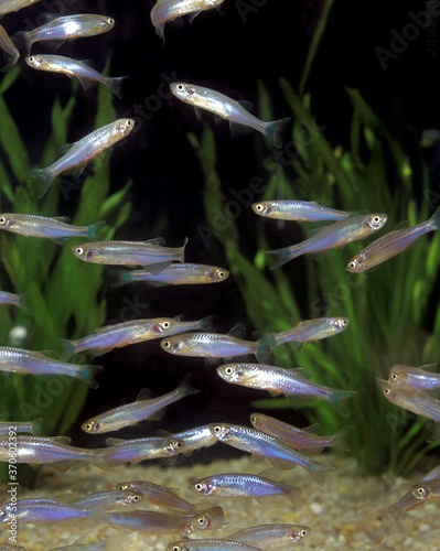 Pearl Danio, brachydanio albolineatus, Aquarium Fishes photo