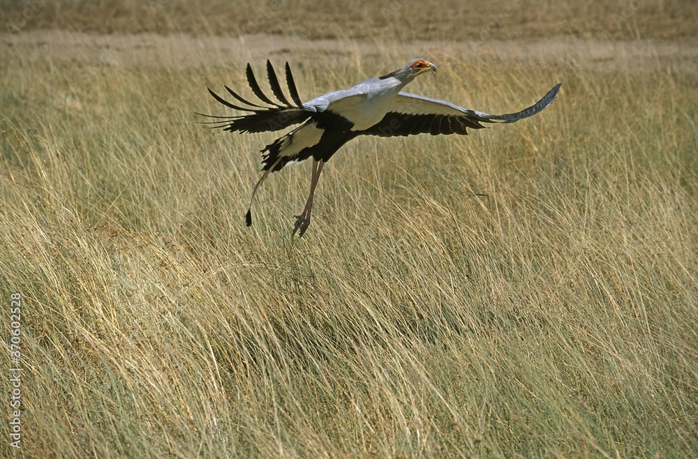 Fototapeta premium Secretary Bird, sagittarius serpentarius, Adult in Flight, Serengeti Park in Tanzania