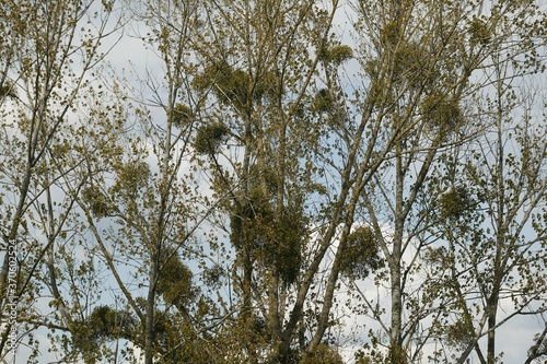 Mistletoe, viscum album, on Trees in Normandy