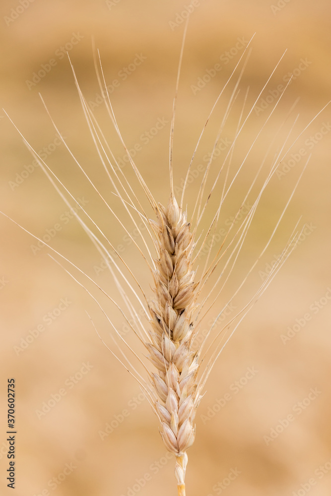 Gold wheat field blue sky.