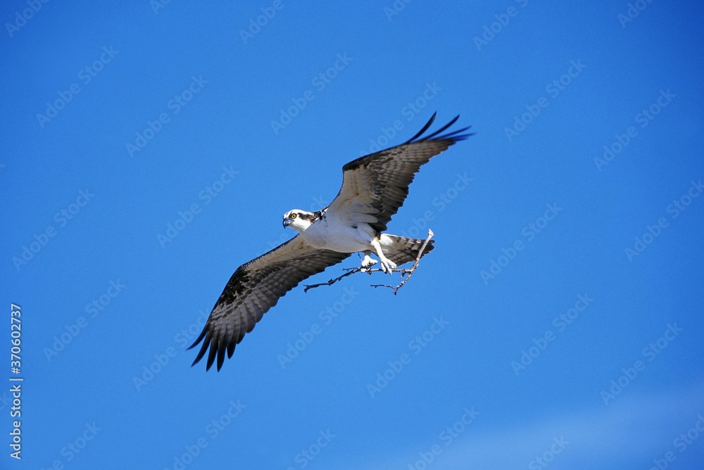 Fototapeta premium Osprey, pandion haliaetus, Adult in Flight, with Nesting Material in Claws, Mexico