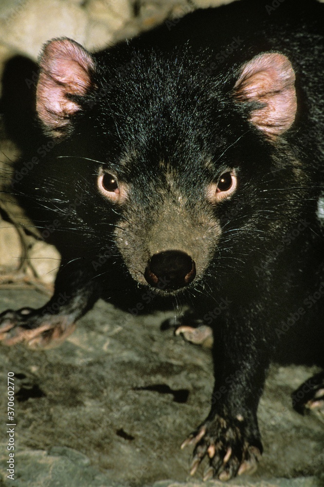 Tasmanian Devil, sarcophilus harrisi, Portrait of Adult, Australia Tasmanian Devil, sarcophilus harrisi, Portrait of Adult, Australia