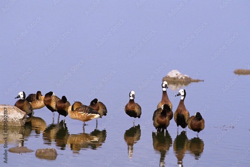 White Faced Whistling Duck, endrocygna viduata, Group standing in Water, Los Lianos in Venezuela