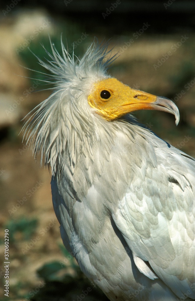 Egyptian Vulture, neophron percnopterus, Portrait of Adult Egyptian Vulture, neophron percnopterus, Portrait of Adult