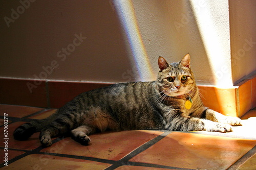 Cat with sunlight