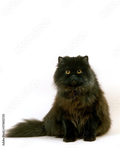 Black Persian Domestic Cat, Adult sitting against White Background