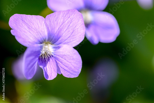 violet viola flowers in forest