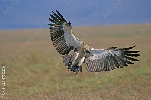 African White Backed Vulture, gyps africanus, Adult in Flight, Masai Mara Park in Kenya © slowmotiongli