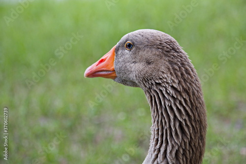 Domestic goose close-up