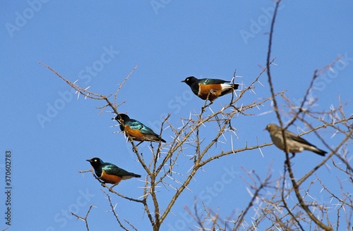 Superb Starling, spreo superbus, Adults standing on Branch, Masai Mara Park in Kenya photo