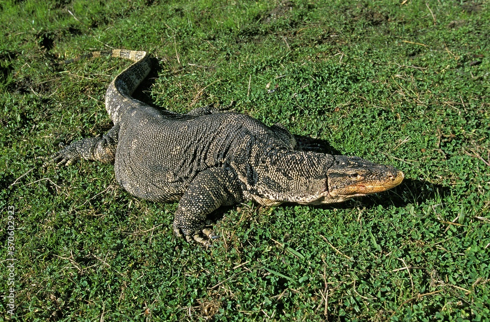 Obraz premium Water Monitor Lizard, varanus salvator, Adult standing on Grass
