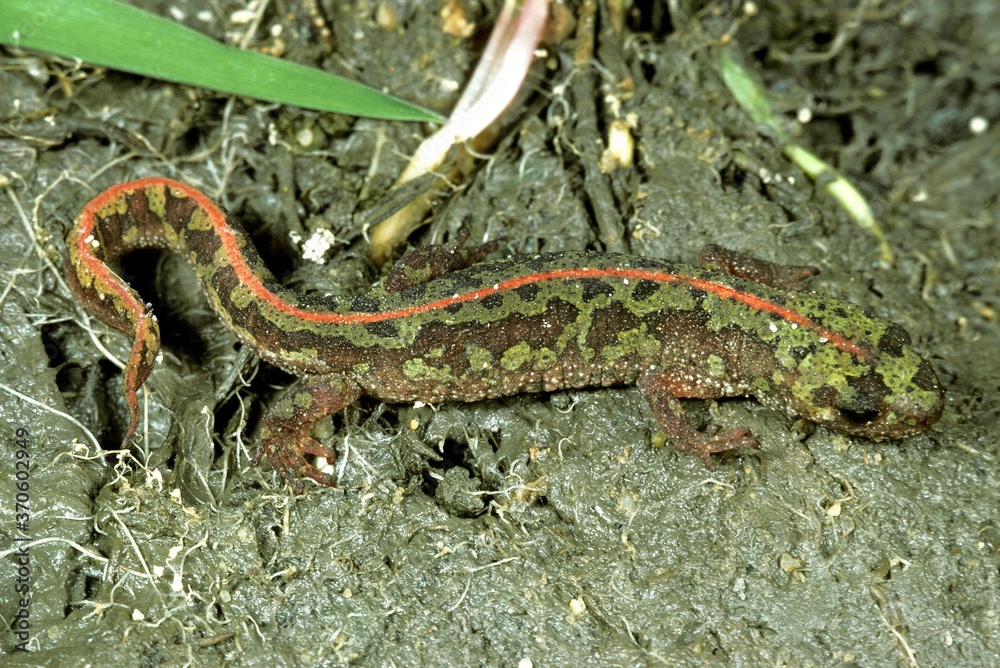 Marbled Newt, triturus marmoratus, Adult Marbled Newt, triturus marmoratus, Adult