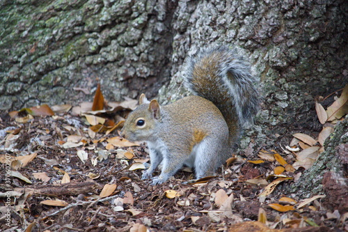 Gray squirrel next to tree © HMBSoFL Photography