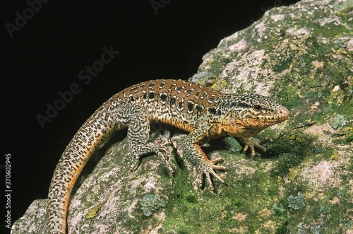 Chilean Teju, callopistes palluma, Adult, Lizard of Chile photo