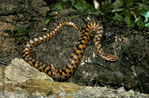 Asp Viper, vipera aspis, Adult, Venomous Snake in France