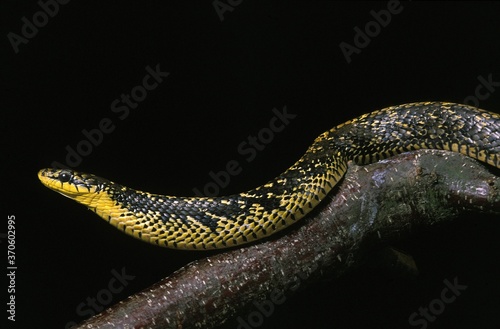 Tropical Rat Snake, spilotes pullatus, Adult against Black Background