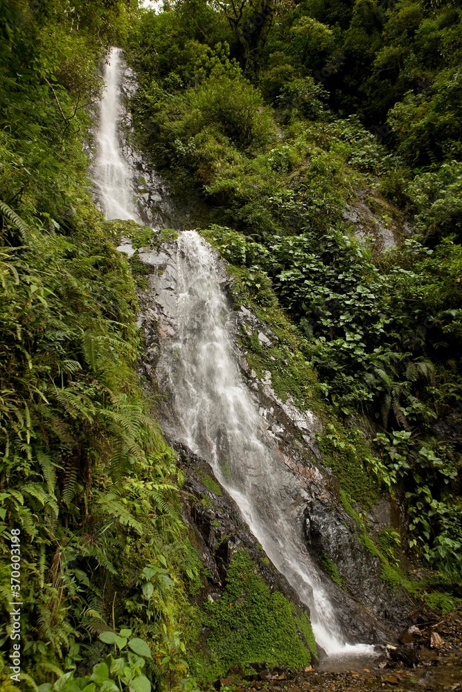 Tropical Forest and Waterfalls in Manu National Park, Peru Tropical Forest and Waterfalls in Manu National Park, Peru