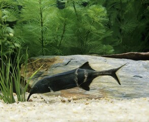 Elephant Nose Fish, gnathonemus petersii, Aquarium Fish
