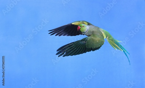 Rose Ringed Parakeet, psittacula krameri, Male in Flight