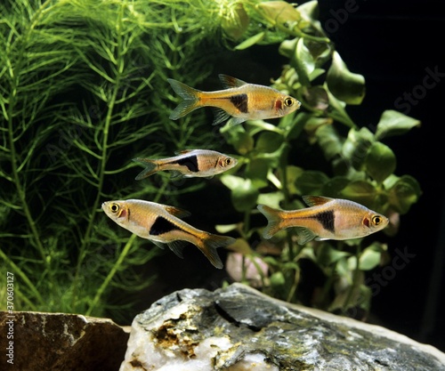 Harlequin Rasbora  rasbora heteromorpha  Aquarium Fishes