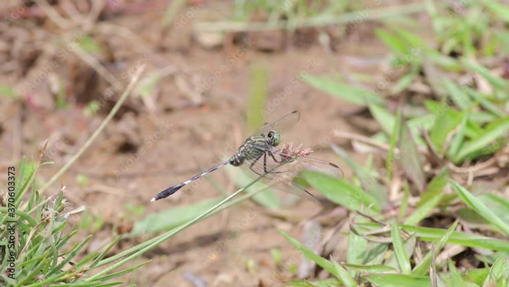 Dragonfly do a quick takeoff flying around a bit and landing the same branch to continue collecting pollen from grass flowers slow motion clip. Dragonfly do a quick takeoff flying around a bit and landing the same branch to continue collecting pollen from grass flowers slow motion clip.