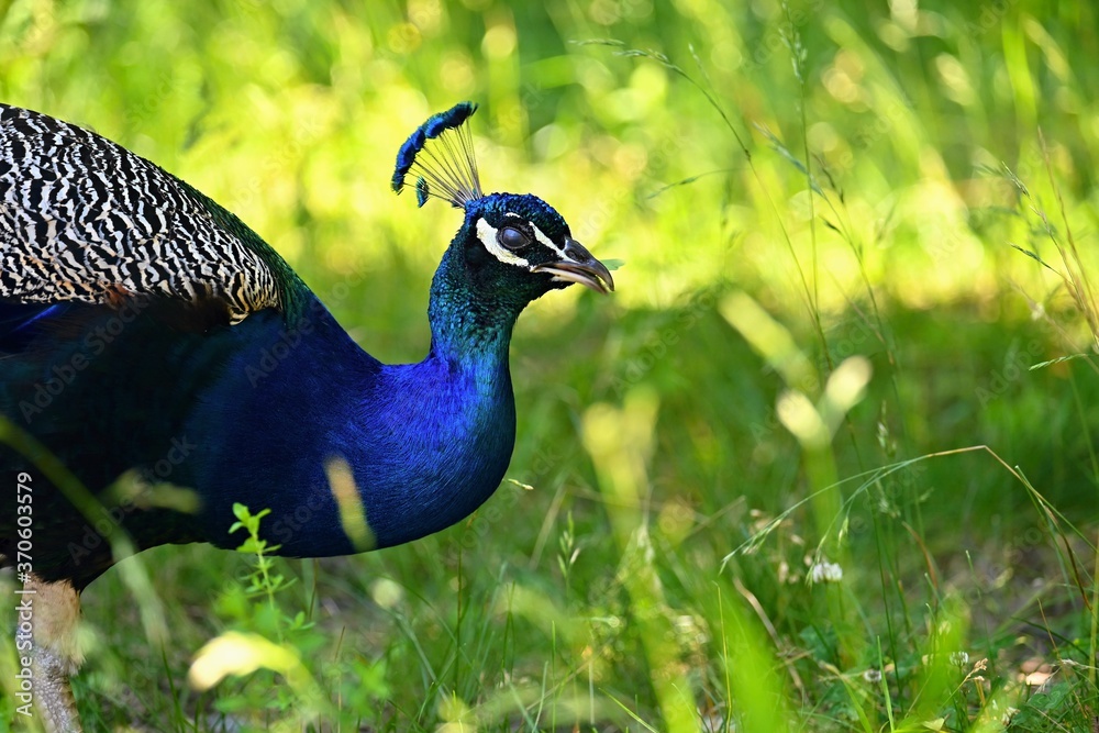 Obraz premium Peacock. Beautiful shot of a bird in the grass.
