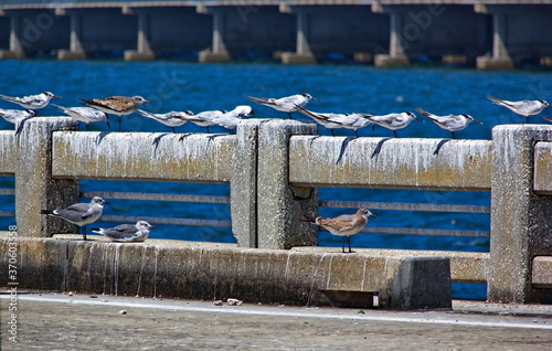 Seagulls sunbathing