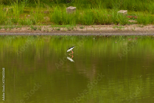 black-winged stilt searching food along lake in eastern Thailand