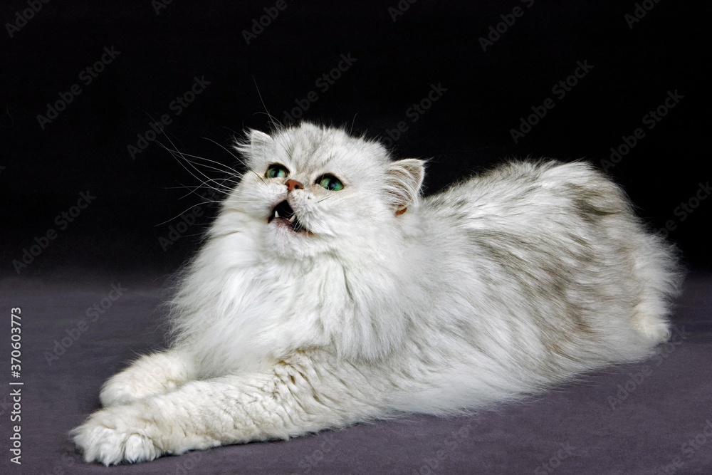 Silver Chinchilla Persian Domestic Cat, Adult laying against Black Background