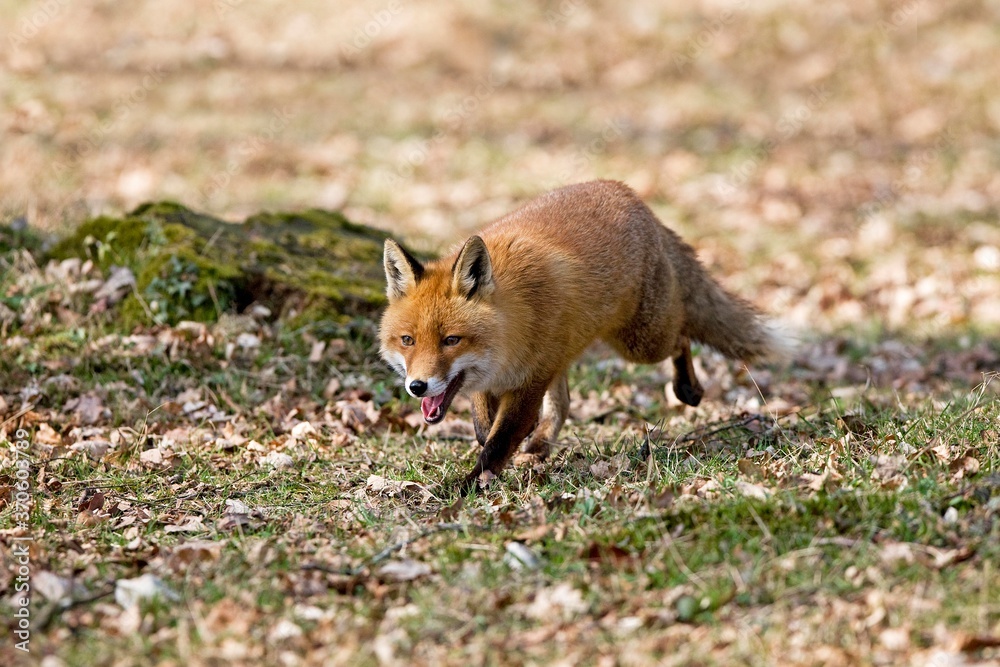 Red Fox, vulpes vulpes, Male walking on Fallen Leaves, Normandy Red Fox, vulpes vulpes, Male walking on Fallen Leaves, Normandy