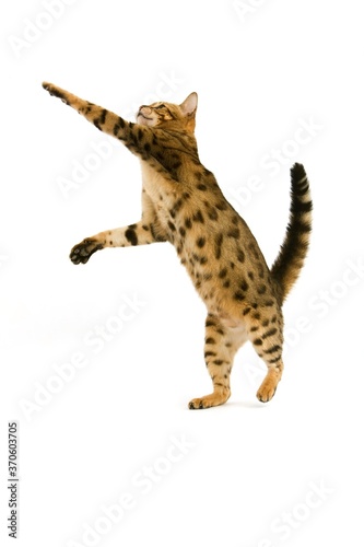 Brown Spotted Tabby Bengal Domestic Cat, Adult Playing against White Background