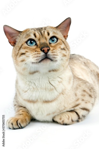 Seal Mink Tabby Bengal Domestic Cat, Male laying against White Background