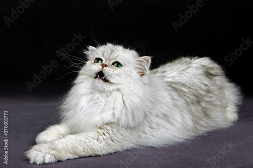 Silver Chinchilla Persian Domestic Cat, Adult laying against Black Background
