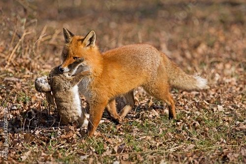 Red Fox, vulpes vulpes, Male with a Kill, a Wild Rabbit, Normandy © slowmotiongli
