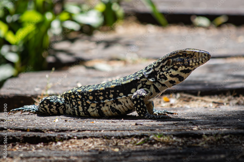Tegu Lizard staying still Tegu Lizard staying still