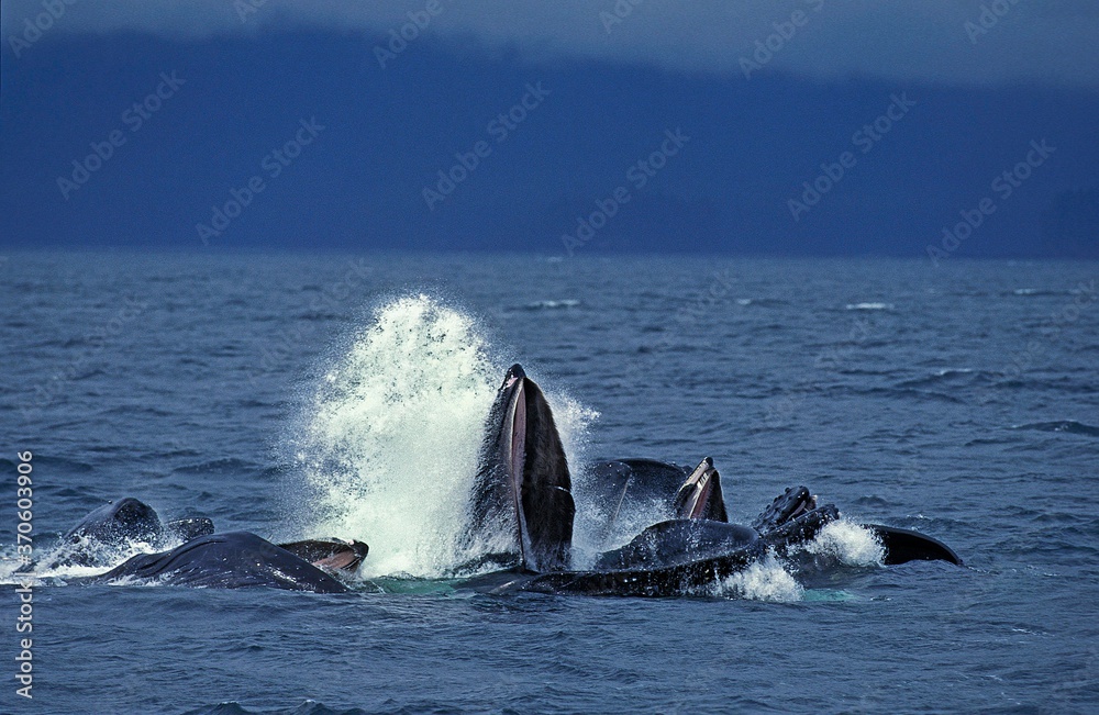 Fototapeta premium Humpack Whale, megaptera novaeangliae, Group Bubble Net Feeding, Open Mouth to Catch Krill, Alaska
