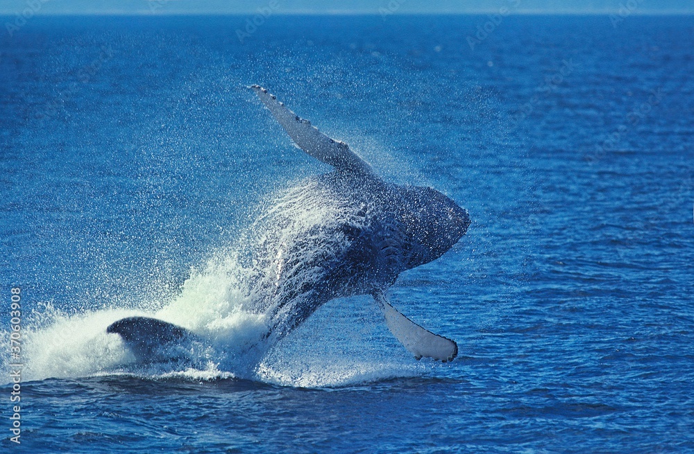 Fototapeta premium Humpack Whale, megaptera novaeangliae, Adult Breaching, Alaska