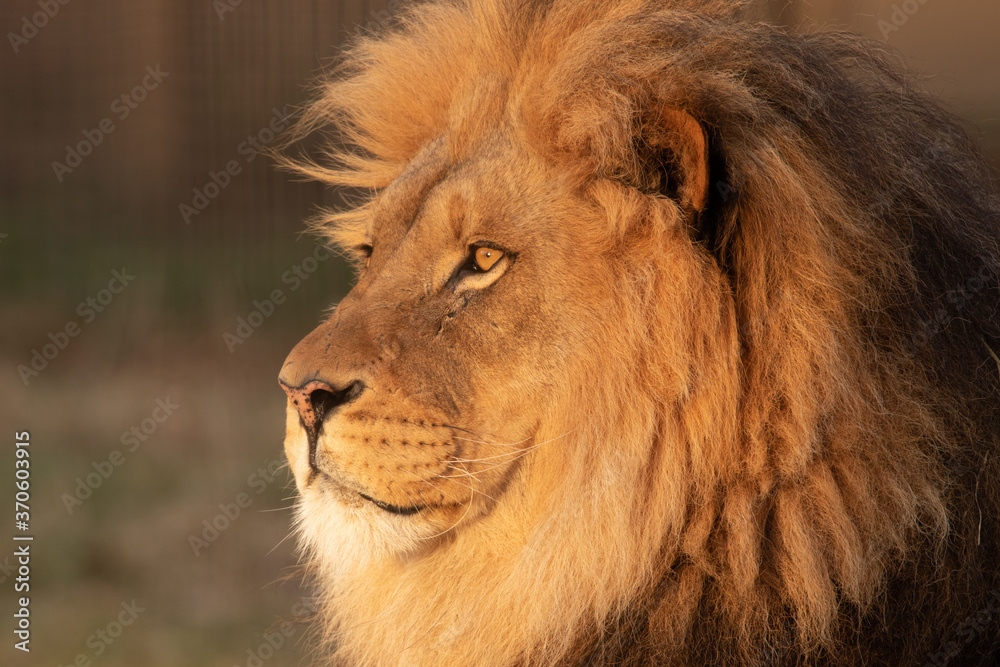 majestic male lion head portrait in sunlight