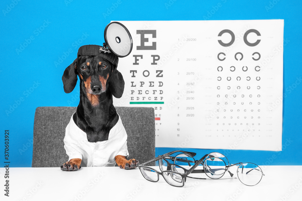 Cute dachshund dog ophthalmologist in doctor uniform with robe and head