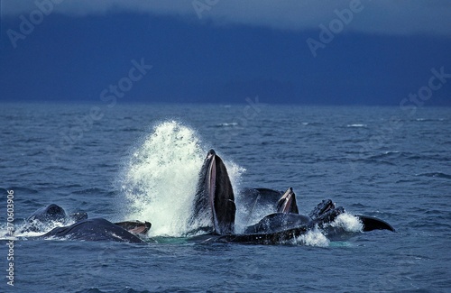 Humpack Whale  megaptera novaeangliae  Group Bubble Net Feeding  Open Mouth to Catch Krill  Alaska