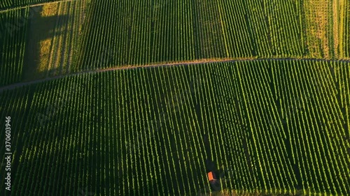 Amazing top down reavealing aerial view flying across vineyards on mountains during sunset filmed in 4k in Stuttgart Germany. photo