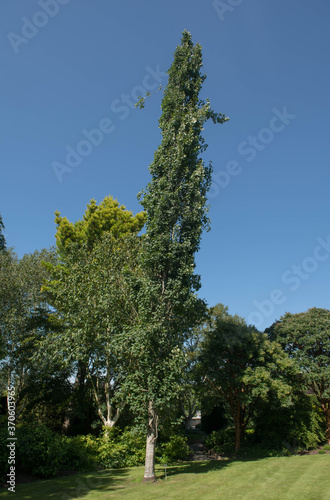 Billede på lærred Summer Foliage of an Fastigiate Aspen Tree (Populus tremula 'Erecta') Growing in