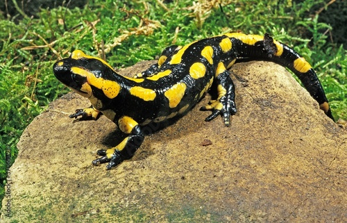 Fire Salamander, salamandra salamandra, Adult standing on Stone