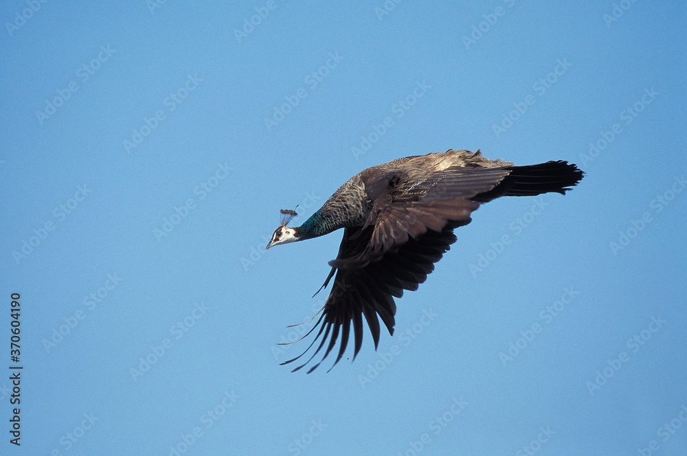 Common Peacock, pavo cristatus, Female in Flight against Blue Sky Common Peacock, pavo cristatus, Female in Flight against Blue Sky