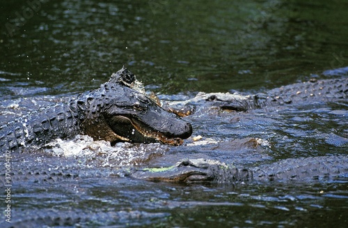 American Alligator, alligator mississipiensis, Adults fighting