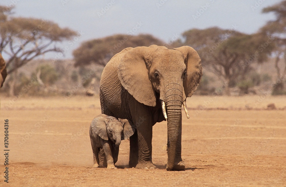 Fototapeta premium African Elephant, loxodonta africana, Female with Calf, Amboseli Park in Kenya
