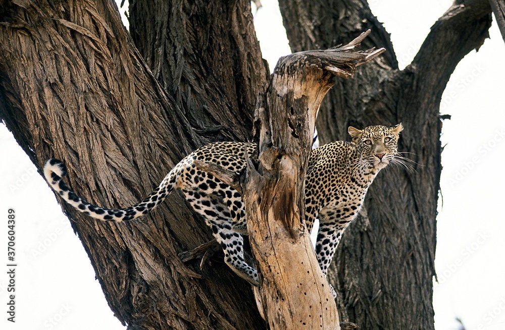 Obraz premium Leopard, panthera pardus, Adult standing in Tree, Nakuru Park in Kenya