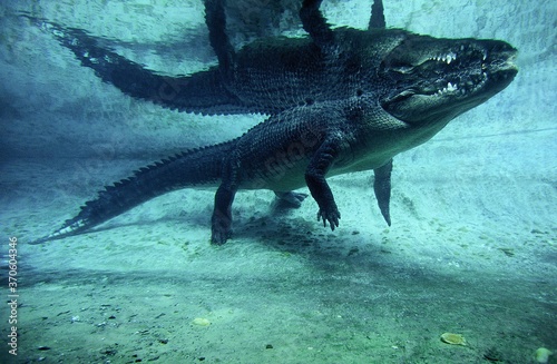 Australian Saltwater Crocodile or Estuarine Crocodile  crocodylus porosus  Adult standing in Water  Australia